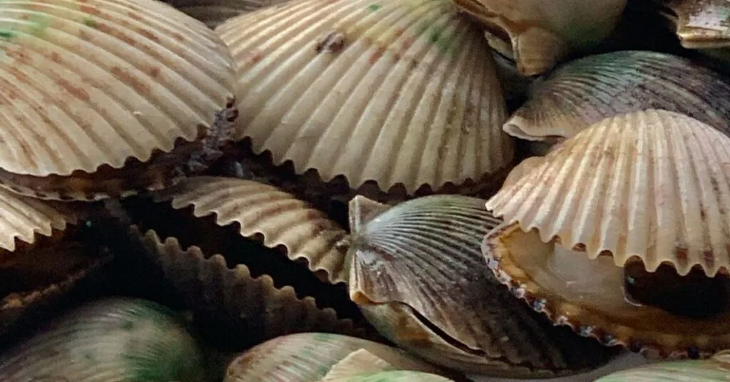 Freshly caught scallops in the bay waters of Crystal River.