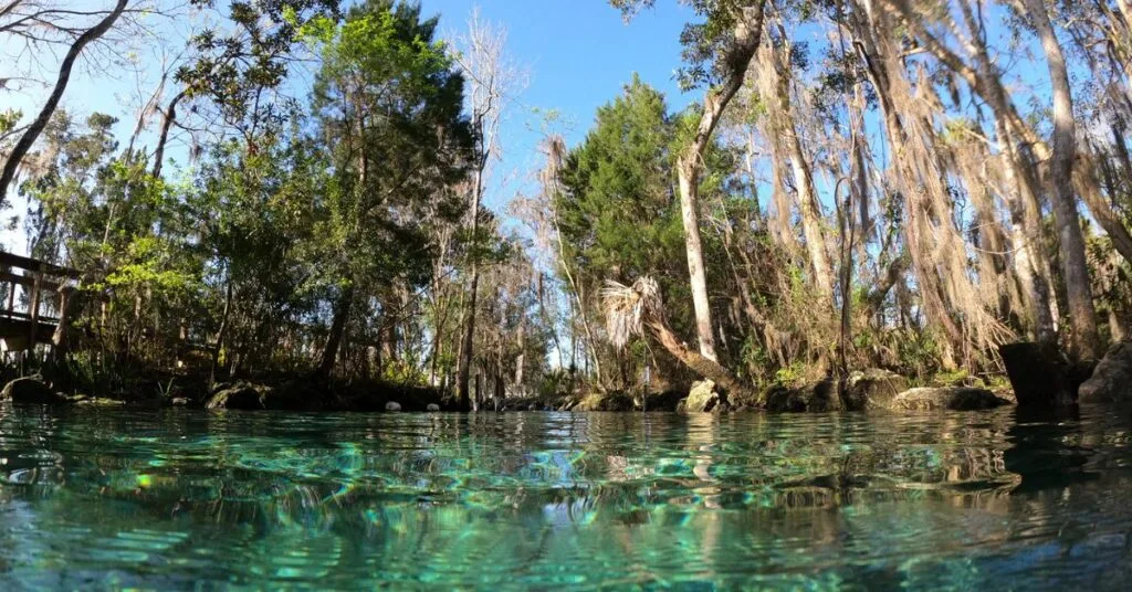 Oak trees and pines line banks of a blue green spring in Crystal River Florida.