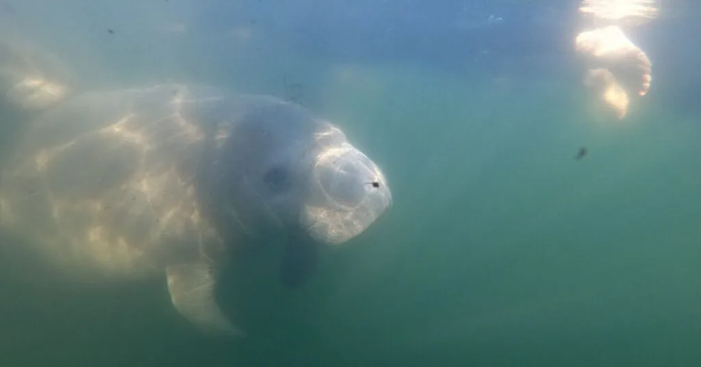 A manatee with baby in Crystal River is approaching a swimmer.