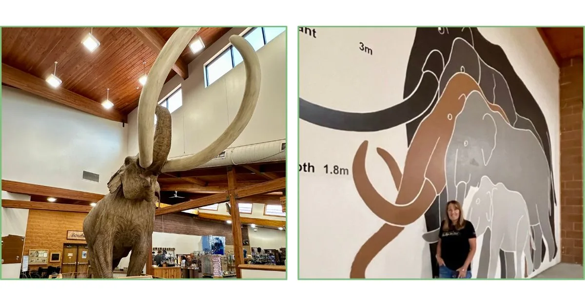 Young replica of mammoth and chart showing relative size vs. elephants at the Dig Site in Black Hills, South Dakota.