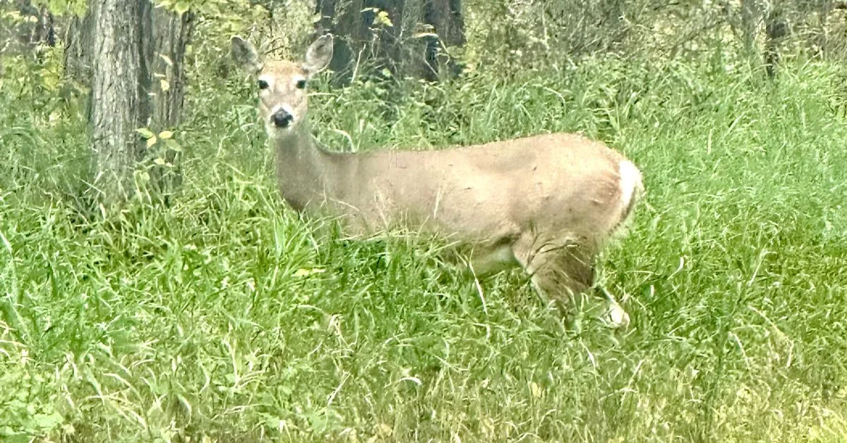 Deer at side of a road in high grass.