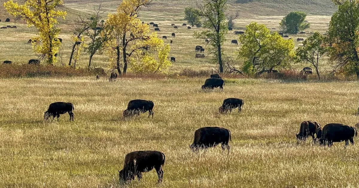 Bison grazing in open fields in Custer State Park.
