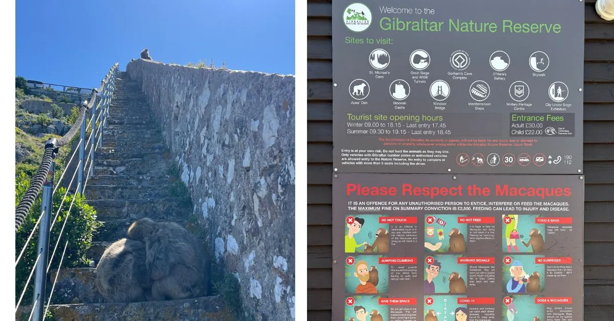 Monkeys of Gibraltar sitting on some steps and a sign with guidelines to follow about respecting the monkeys