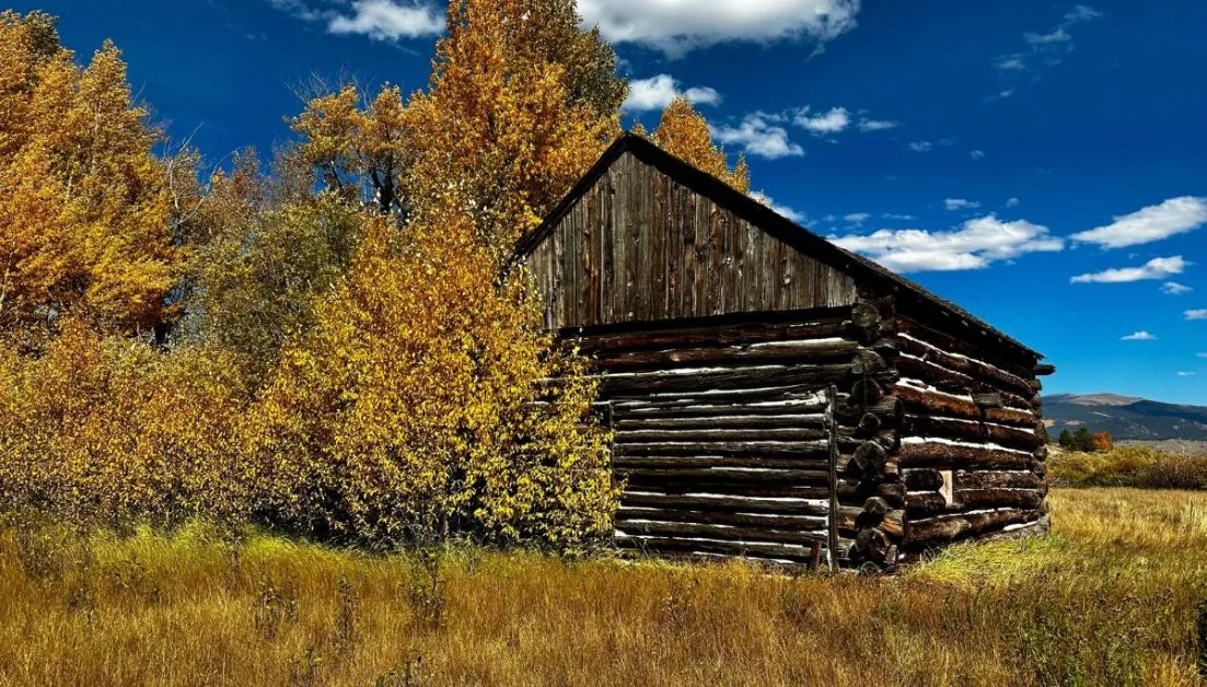 Leadville has many original wooden cabins. This one has horizontal logs as a base and a slanting wooden roof with tin cover. It stands in wild land and trees are golden in colour.