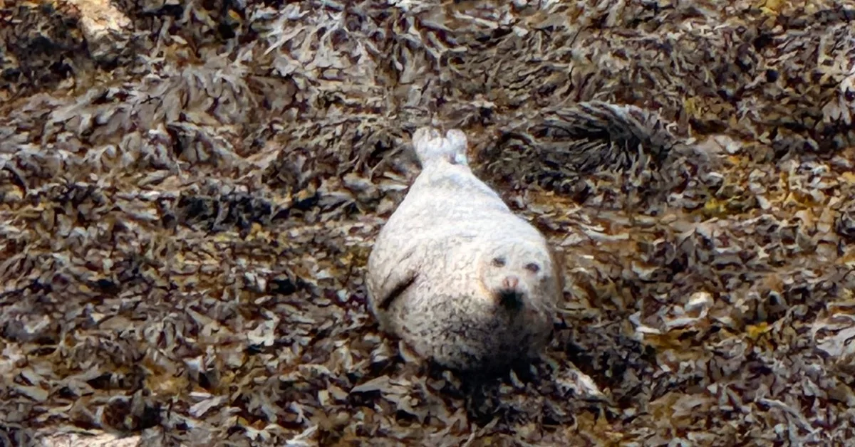 A common seal is basking on seaweed beach near Oban.