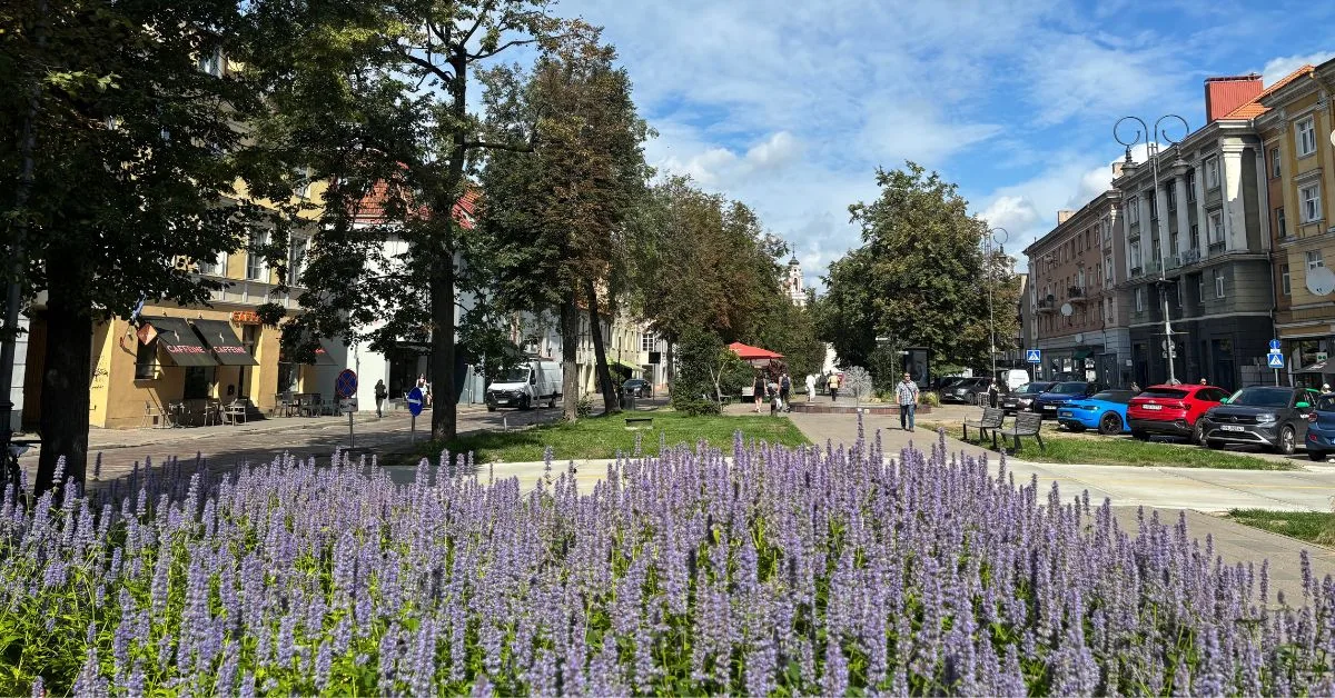 Lavender shrubs and pedestrianised area in old town
