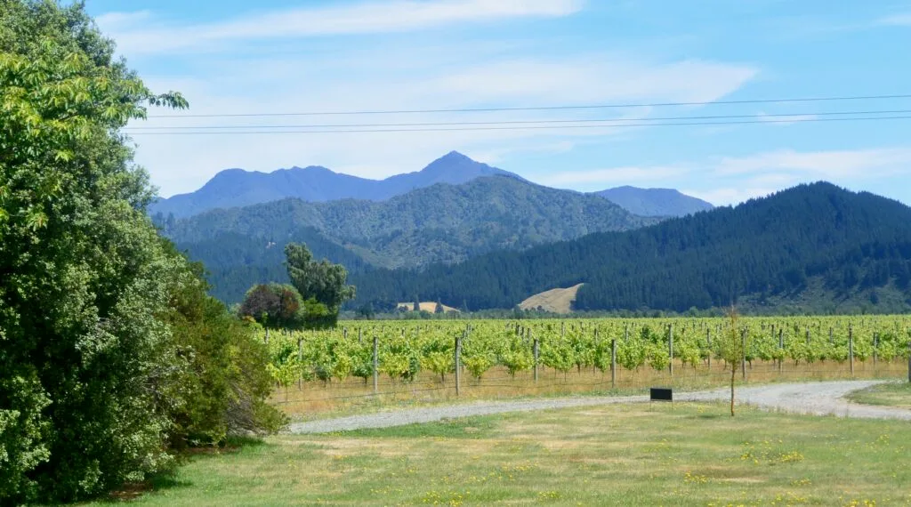 Rural area with rows of vines growing on a plateau area. Beyond are high mountain ranges.