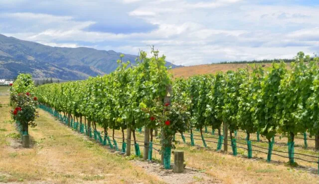 Roses are growing amongst vines in a southern New Zealand region renowned for Pinot Noir wines.