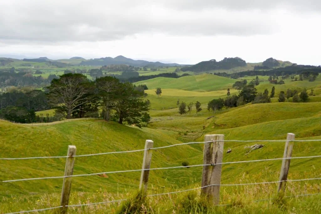 A road side fence and beyond fields of lush green grass used for grazing. The land is undulating with small hills and valleys, typical of what you will see when Touring New Zealand.
