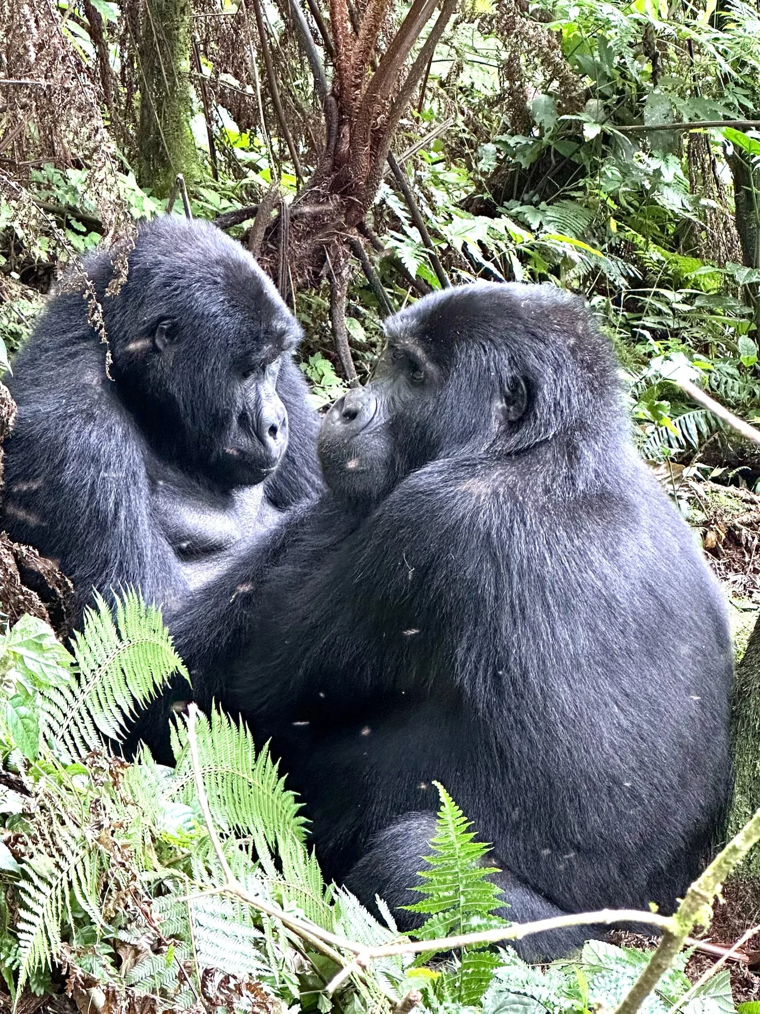 Uganda gorillas forest wildlife