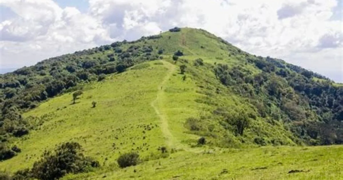 A pathway leads to the top of a grassy covered hill. Vegetation and small trees are growing on either side.