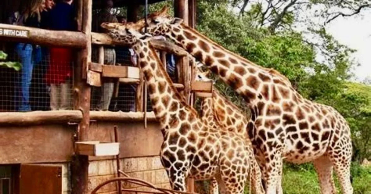 2 Giraffes are being fed by people standing on a viewing platform. They are at a conservation center in Nairobi Kenya.