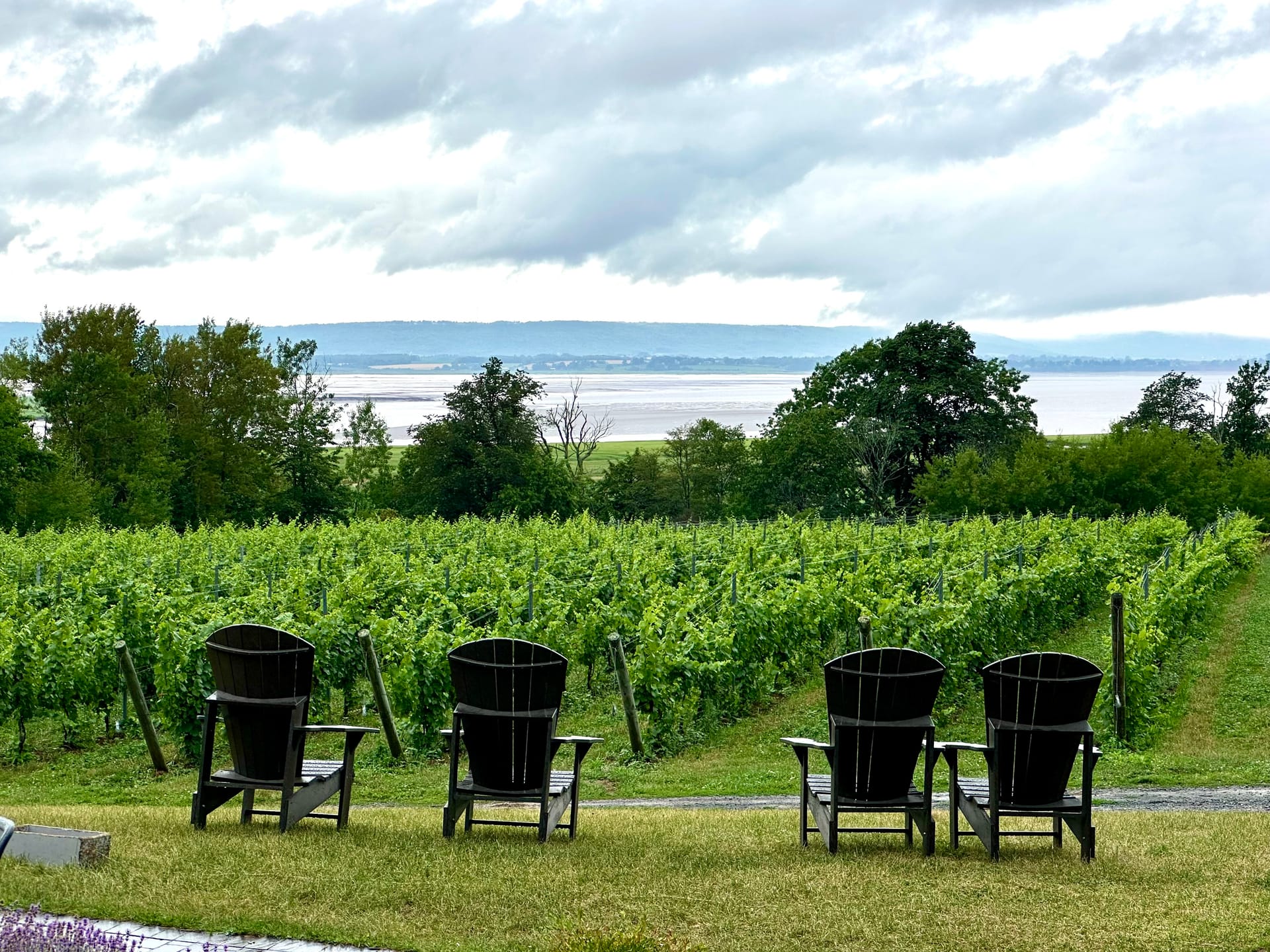 Adirondack chairs overlooking the vineyards and water at Lightfoot and Wolfville