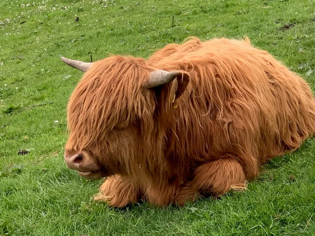 A highland cow with its red long hair and horns sits in a field of grass on Isle of Iona.