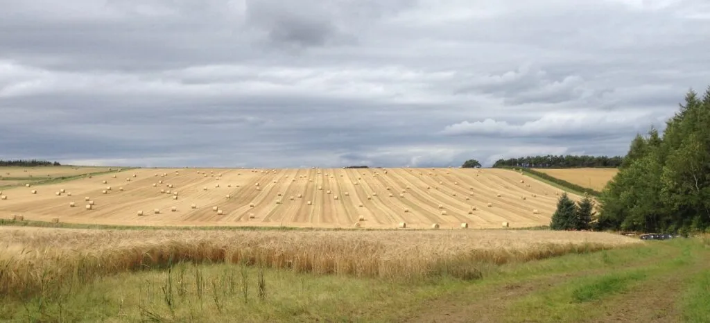 A field of barley in Aberdeenshire, Scotland.