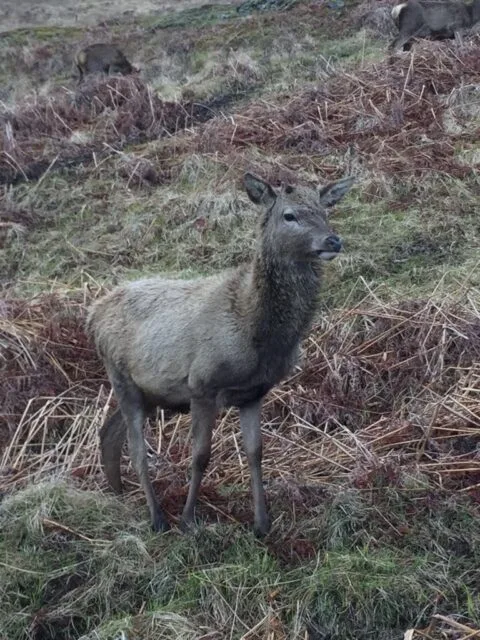 A stag deer in heather clad mountains in Scotland