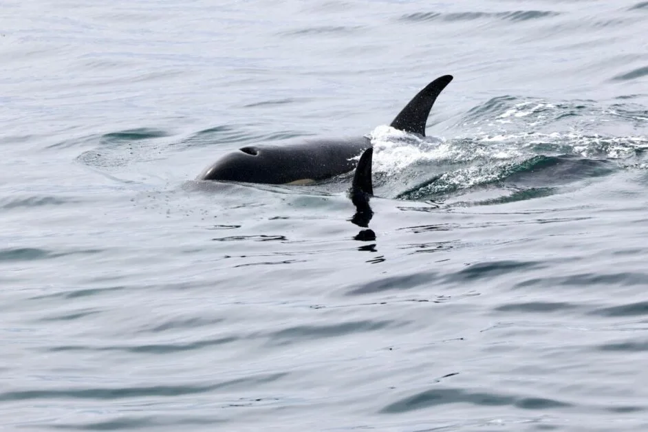 An orca whale breaking through the ocean surface.