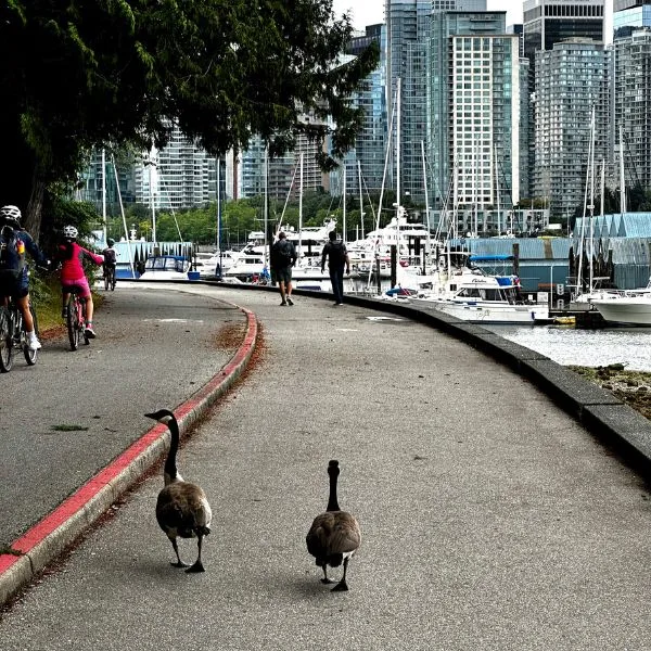 Ducks, walkers and cyclists all share a pathway in Stanley Park, Vancouver.
