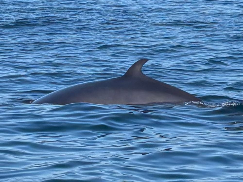 Whale swimming at the ocean surface during a whale watching tour off Cape Breton