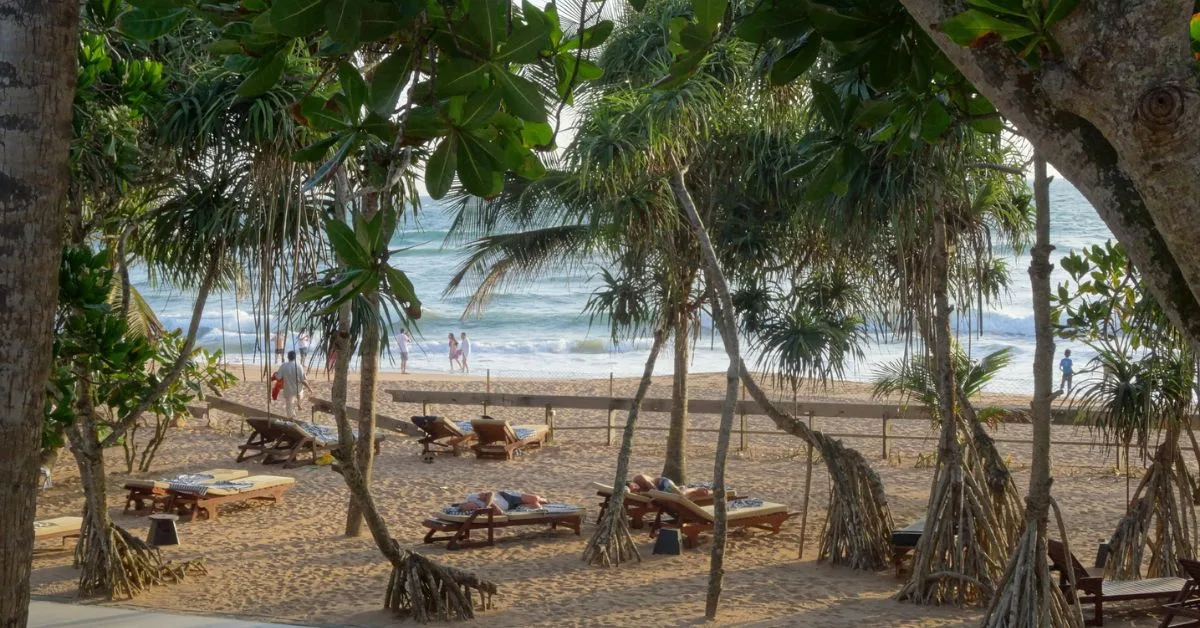 Sun loungers on a sandy beach with palm trees providing shade to people relaxing in the sun.