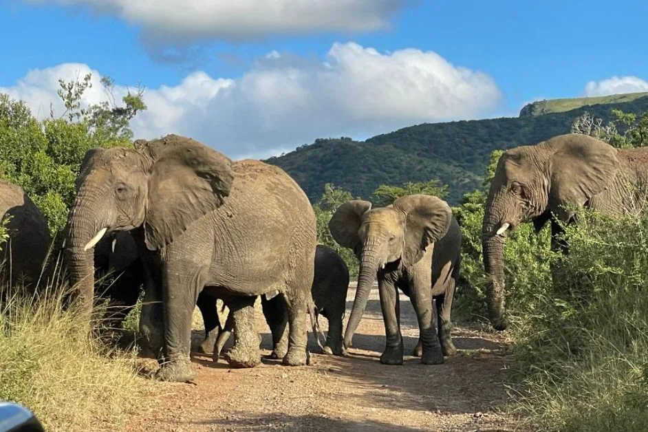Elephant Herd crossing in Kwazulu-Natal, South Africa.