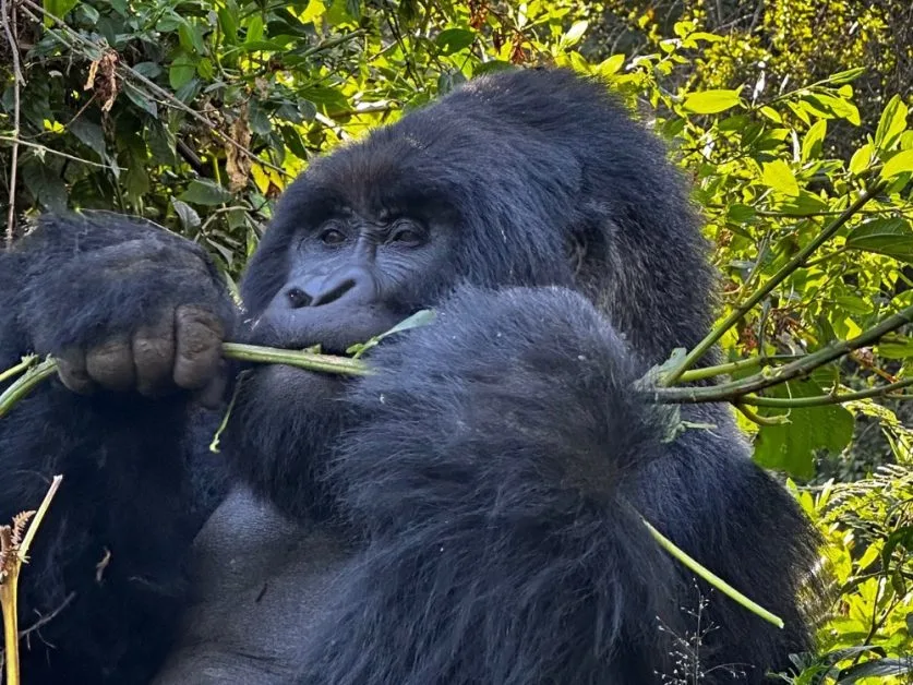 A silverback mountain gorilla is eating wild celery in Mgahinga Park.