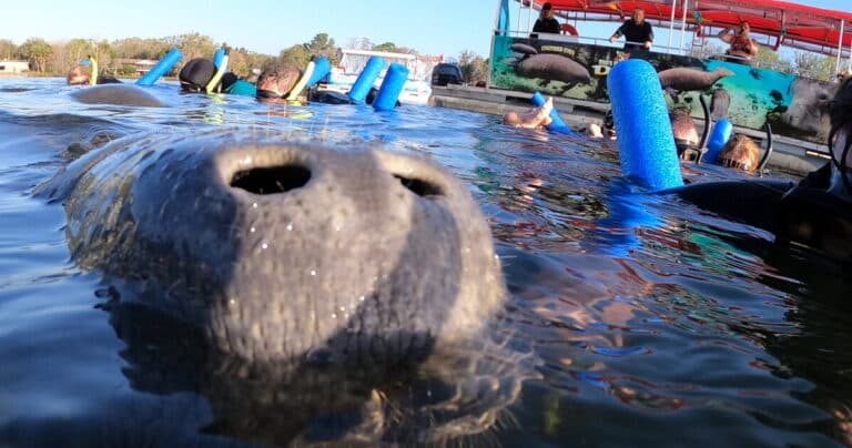Tourists are in the water swimming with manatees in Florida's Crystal River. The manatees has its nose out of the water taking in a breath.