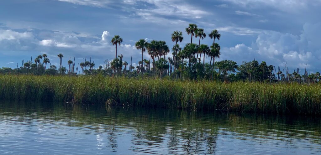 Mangroves and small islands off the nature coast of Florida. Palm trees fill the blue sky.