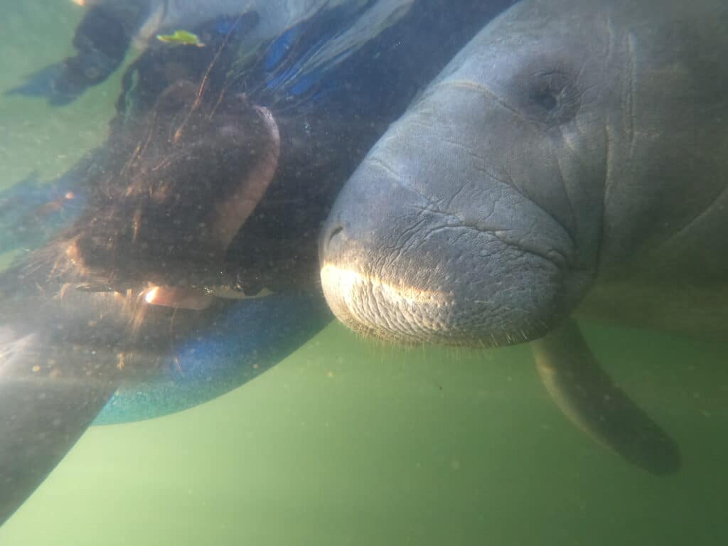 A person swimming in Crystal River with a wild manatee approaching them.