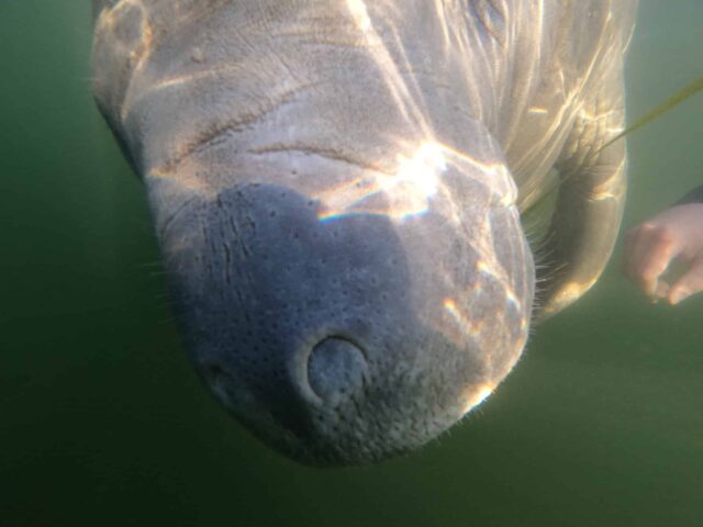 A manatee is inquisitive as its comes towards a swimmer in the waters of Crystal River Florida.