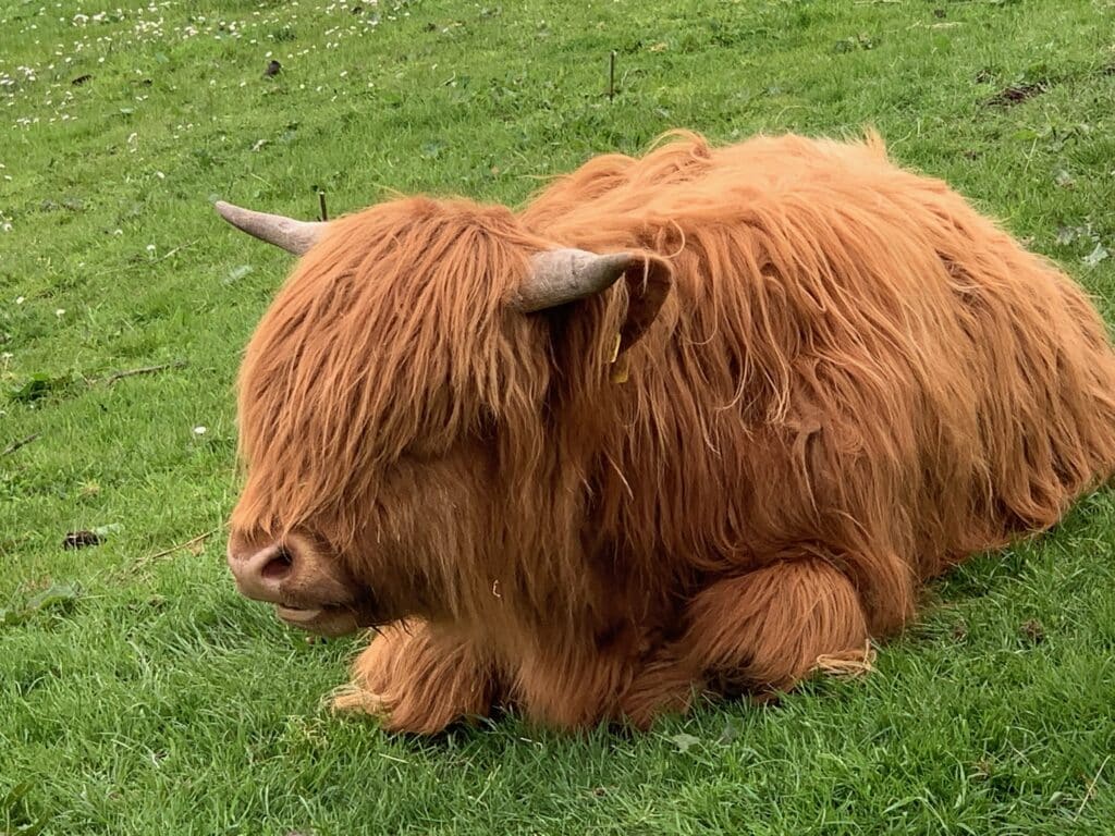 A highland cow with its red long hair and horns sits in a field of grass on Isle of Iona.
