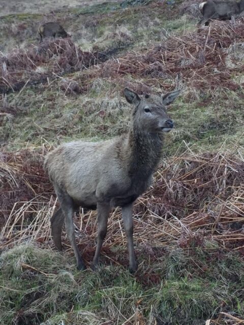 A stag deer in heather clad mountains in Scotland