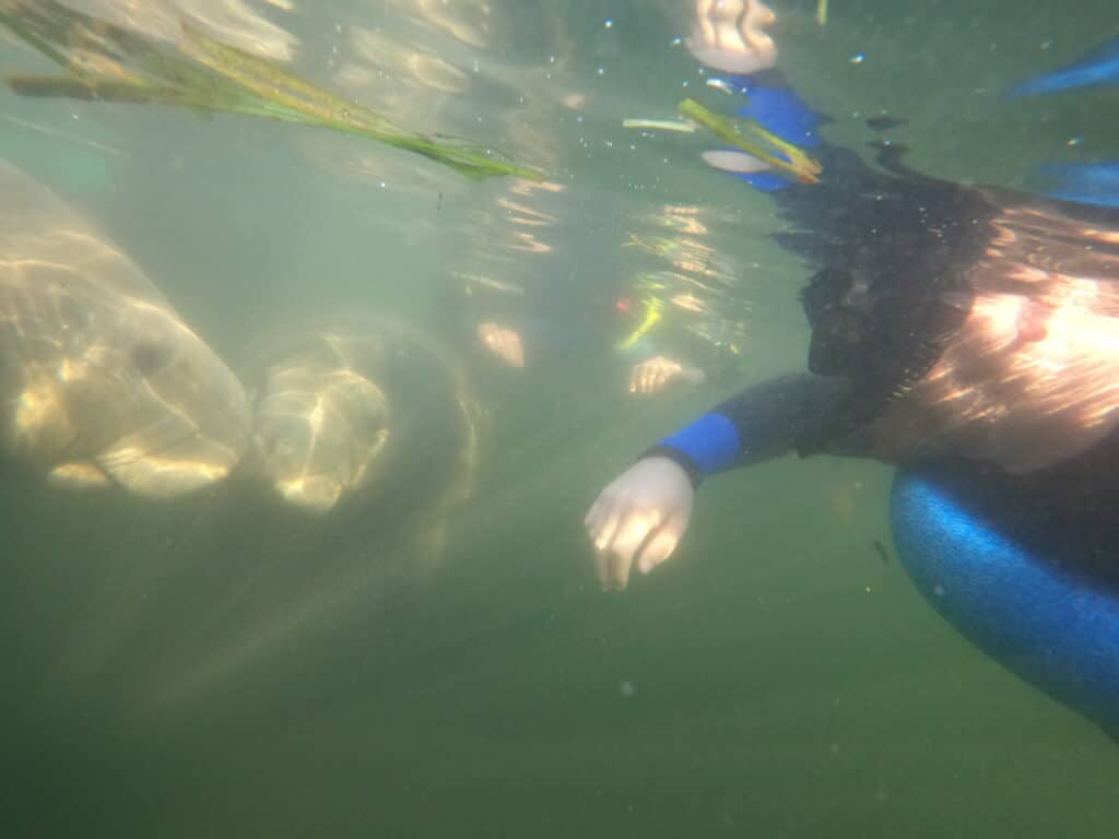 A person swimming with wild manatee.