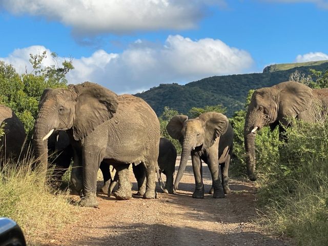 Herd of wild elephants are walking across a dirt track within a national reserve
