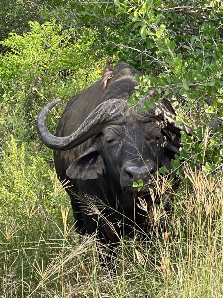 South Africa Safari