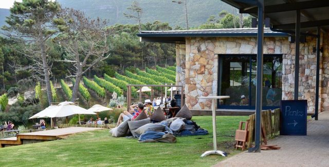 People enjoying picnics on grassy areas within a vineyard in South Africa.