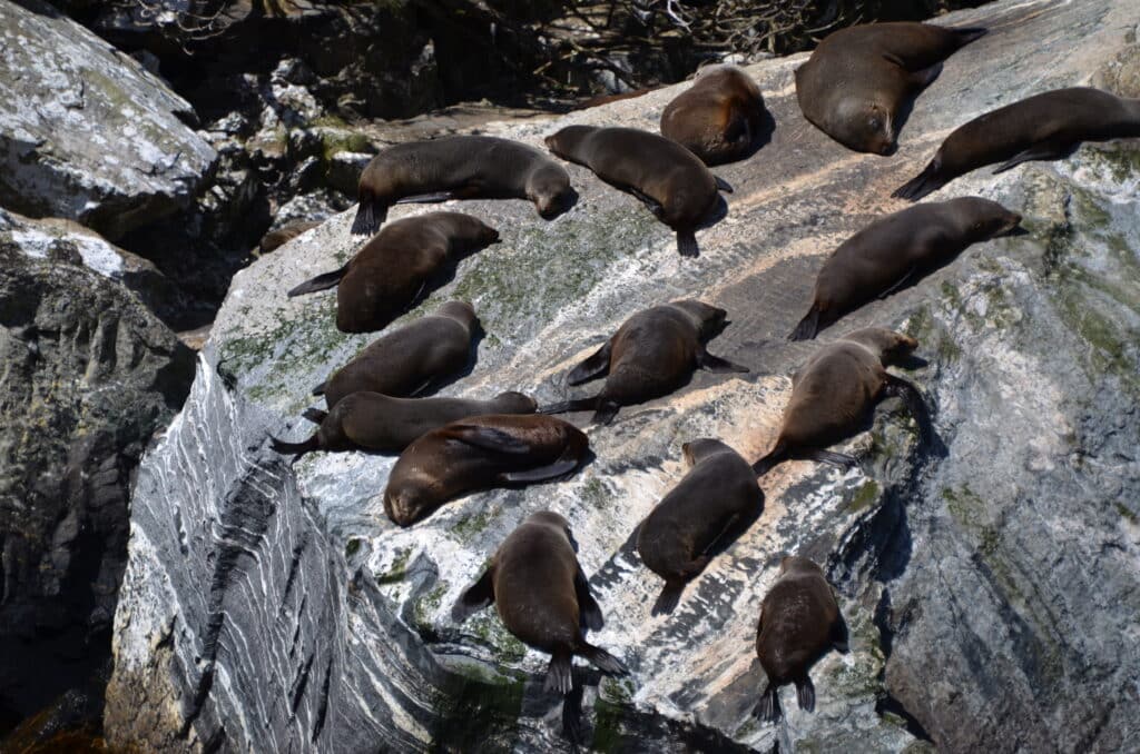 Seals sunbathe on the rocks in South Island New Zealand.