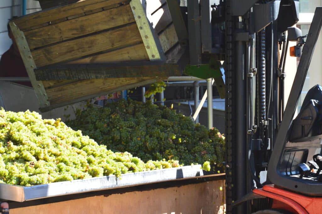 Green grapes are waiting to be squashed at a winery in South Africa.