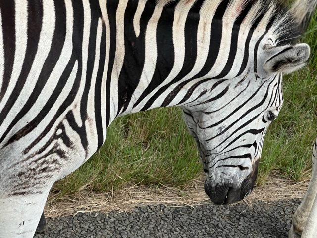 Zebra in a Safari Drive