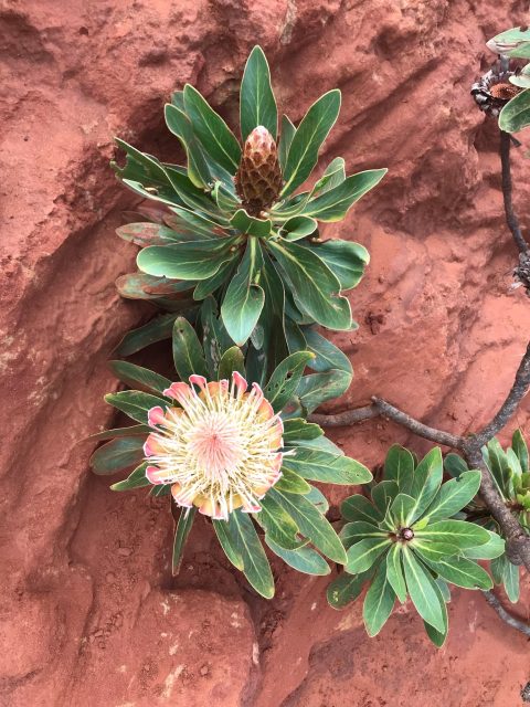 South Africa Flowers which grow in harsh red clay soil in desert terrain.