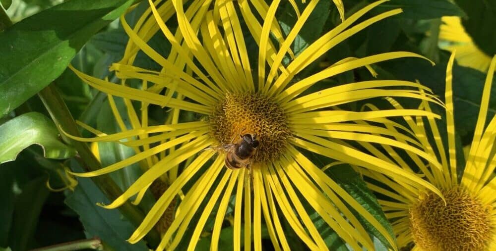 Sunflower with Bee in Center.