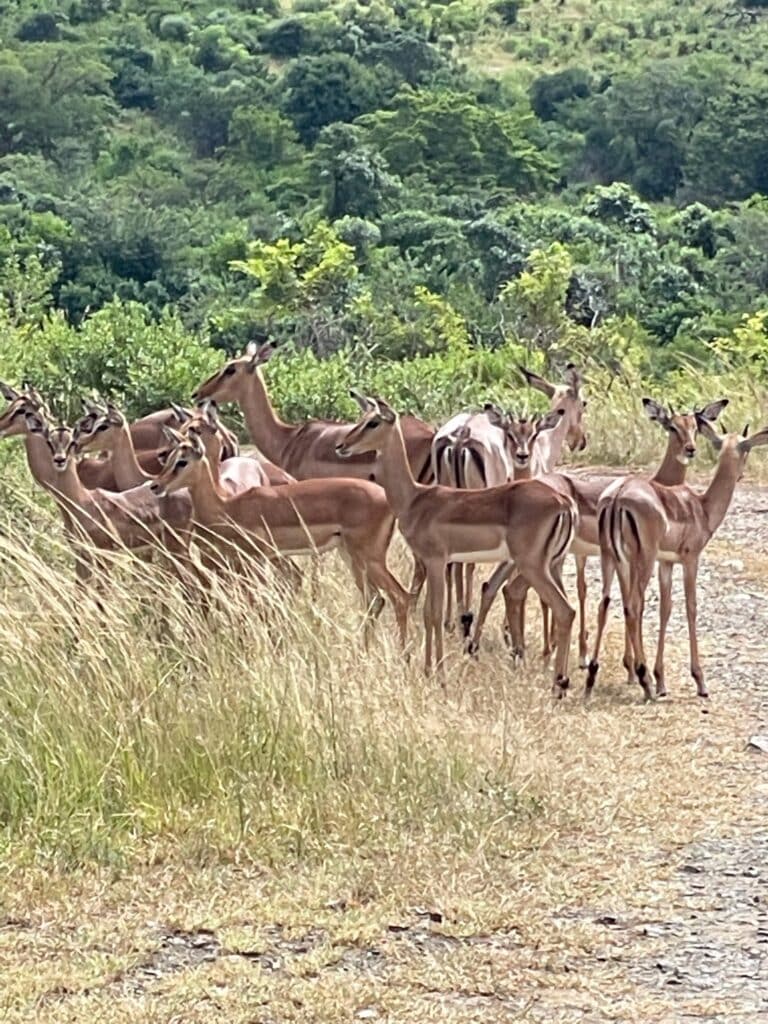 Deer South Africa