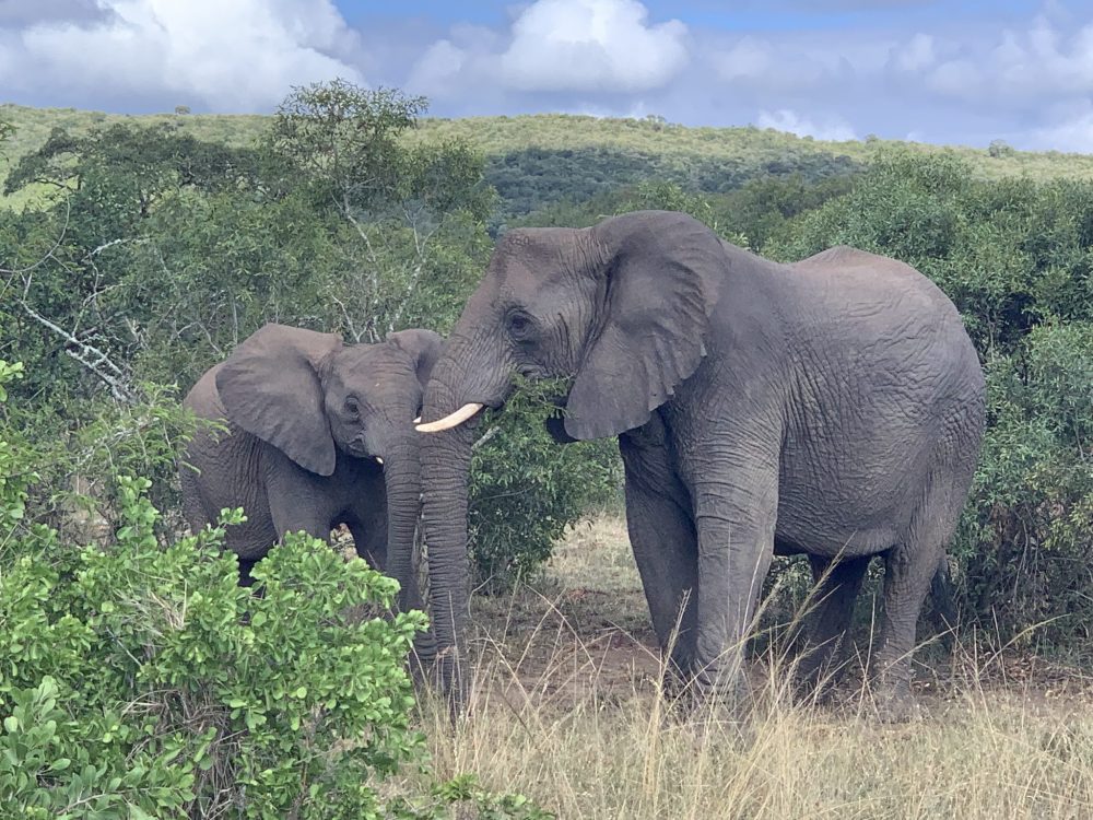 Two elephants in the South Africa bush.