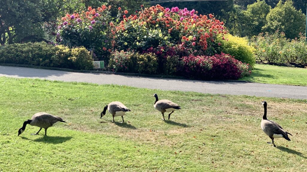 Several Snow Geese are feeding on lawns in Stanley Park, Vancouver.