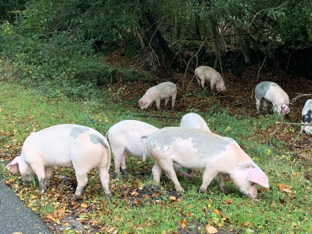 A herd of wild pigs are searching for food amongst the woods and scrub lands of an English National park area.
