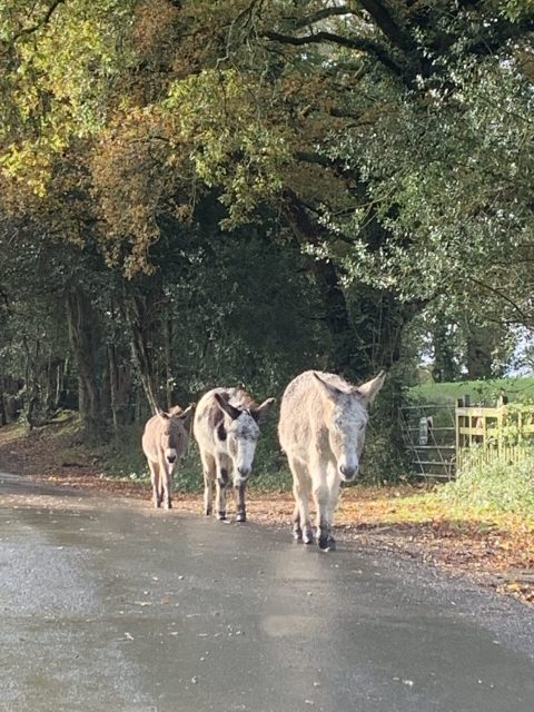Donkeys wandering down a rural road on a autumn day in Hampshire, England.