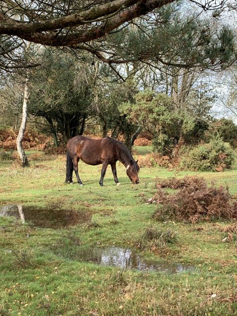 A chestnut horse is grazing in open lands.