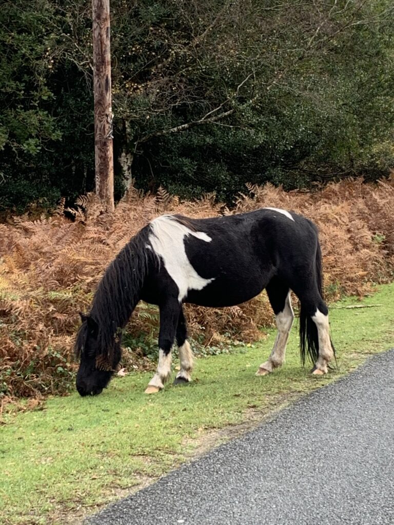 Black and White New Forest Pony grazing at the road side on a grassy verge.