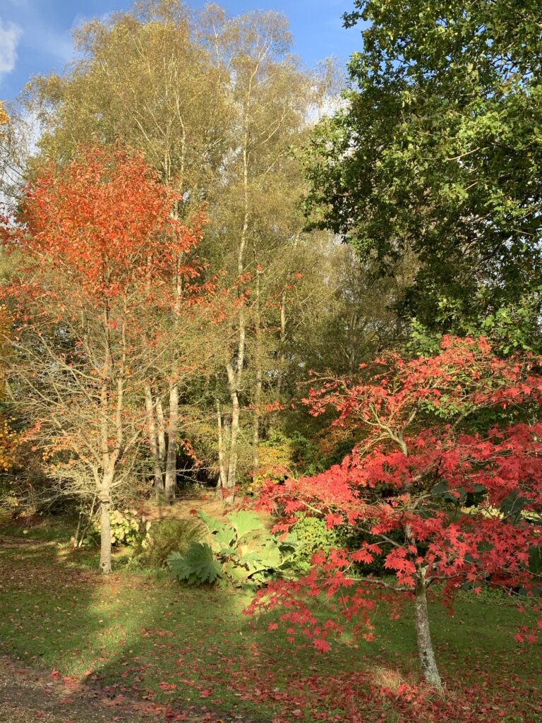 Autumn reds and browns in a forest in England.