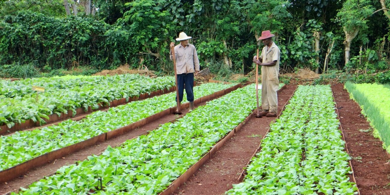 Cuban co-operative members are hoeing a field of lettuce crops
